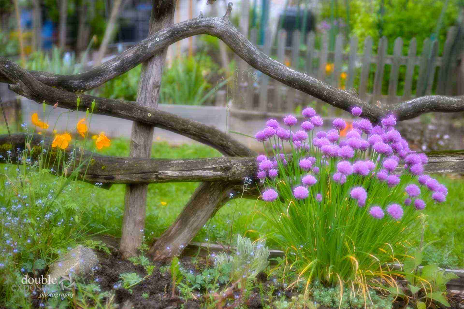 twisted branches make interesting fence, garden photography