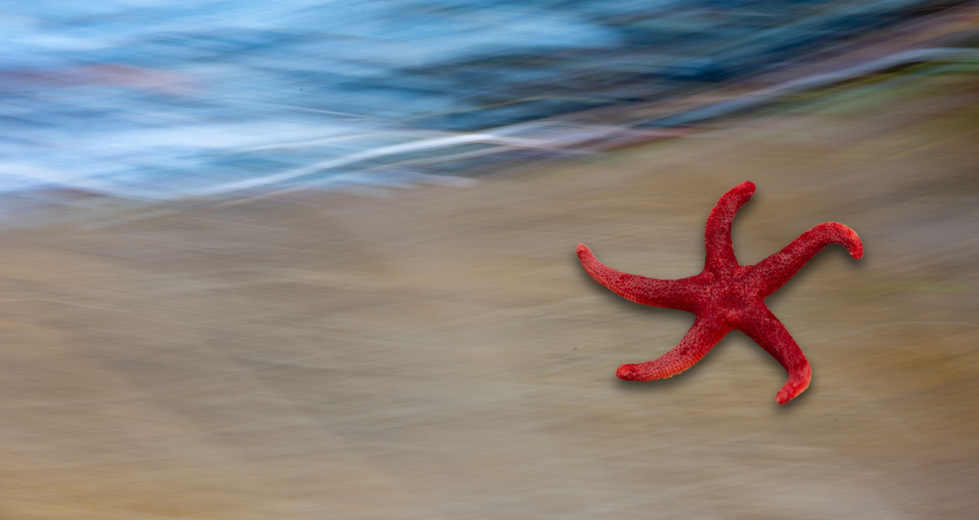 sea star on beach