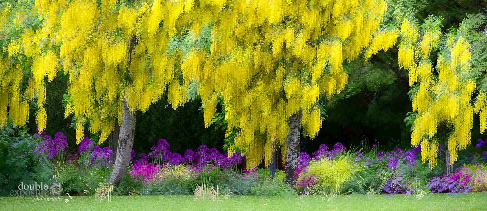 Yellow blooms of Laburnum